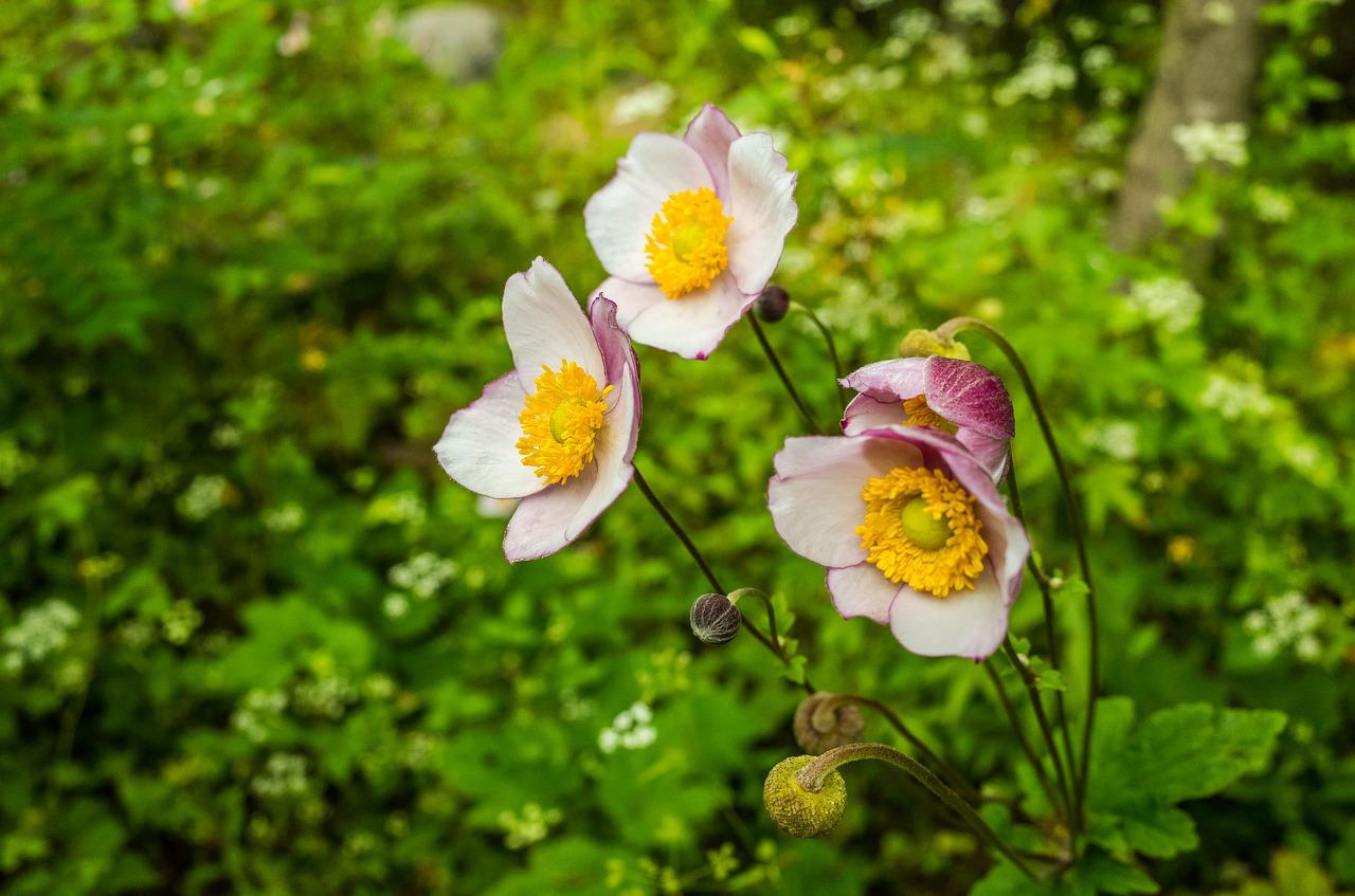 4. 花卉风水寓意
