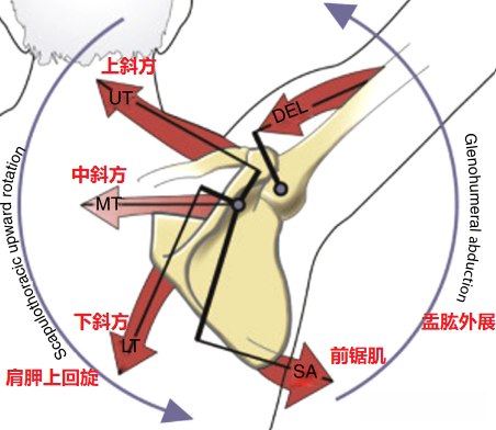 前锯肌功能分析和针对性激活 - 知乎