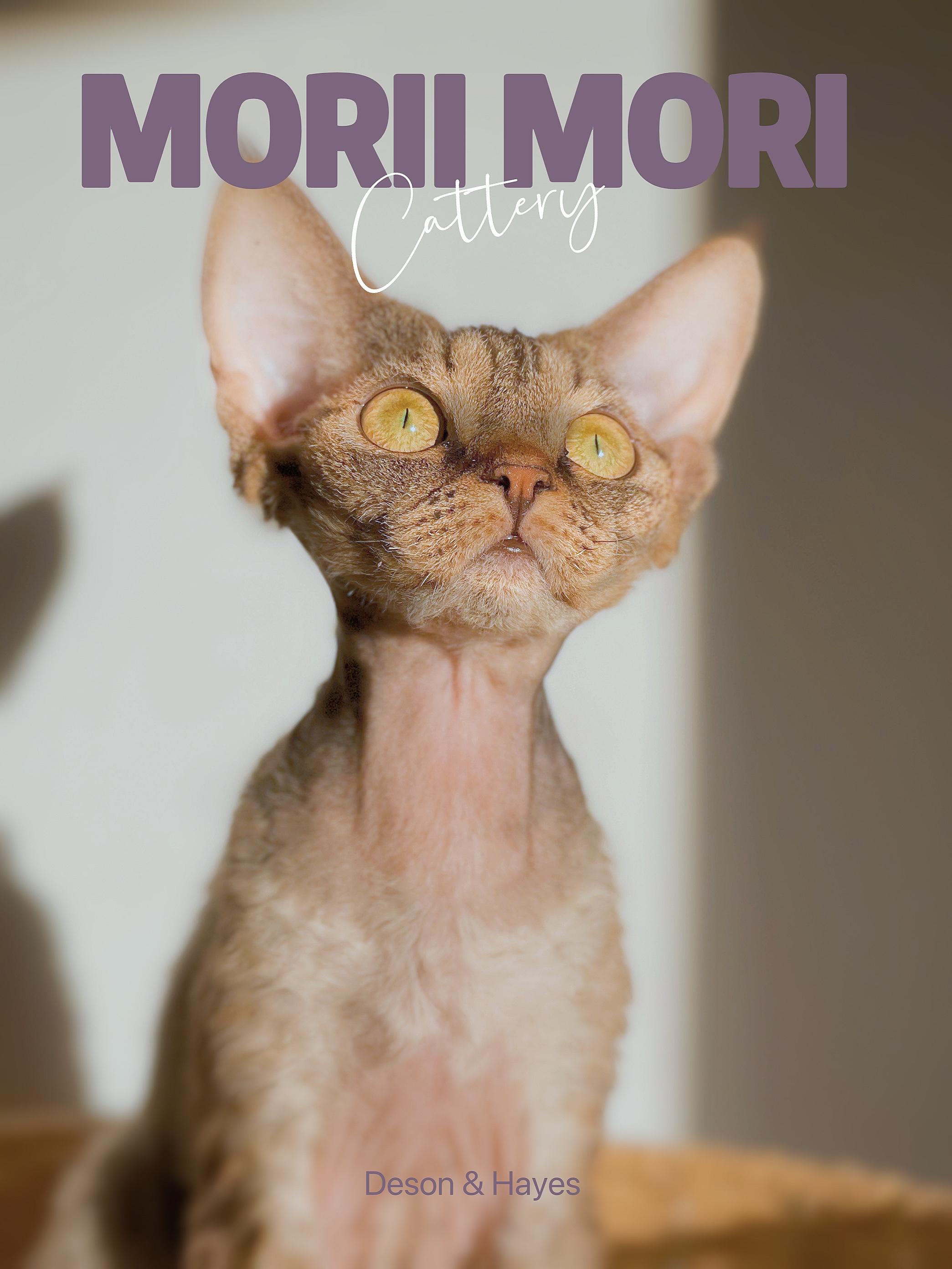 怎么选德文卷毛猫? - 知乎