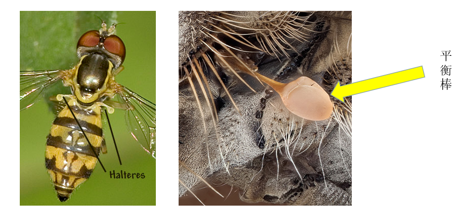 如何区分黄蜂蜜蜂马蜂胡蜂各种蜂