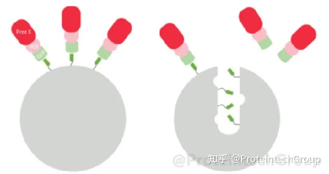 为什么IP/Co-IP结果中有明显杂带?这份自查指南请收好 - 知乎