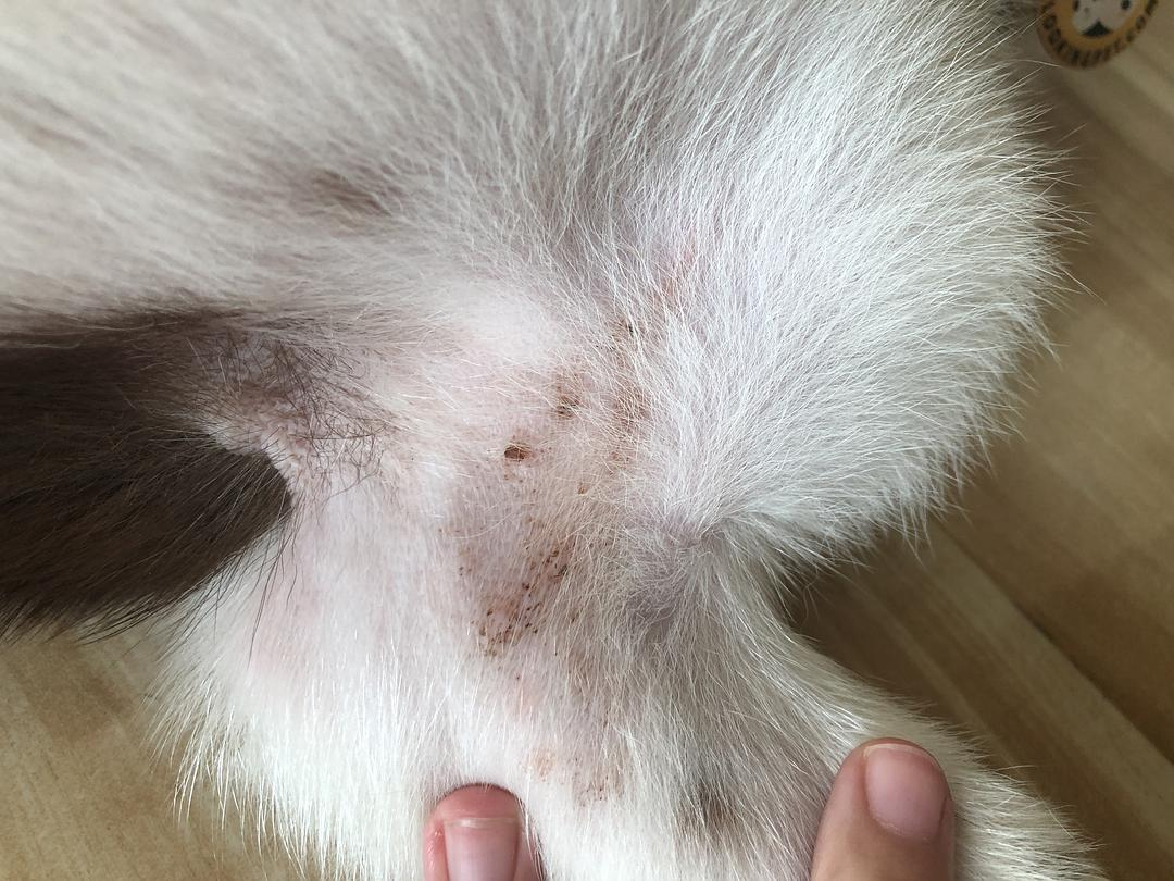 犬蠕形螨治疗大概需要花费多少钱