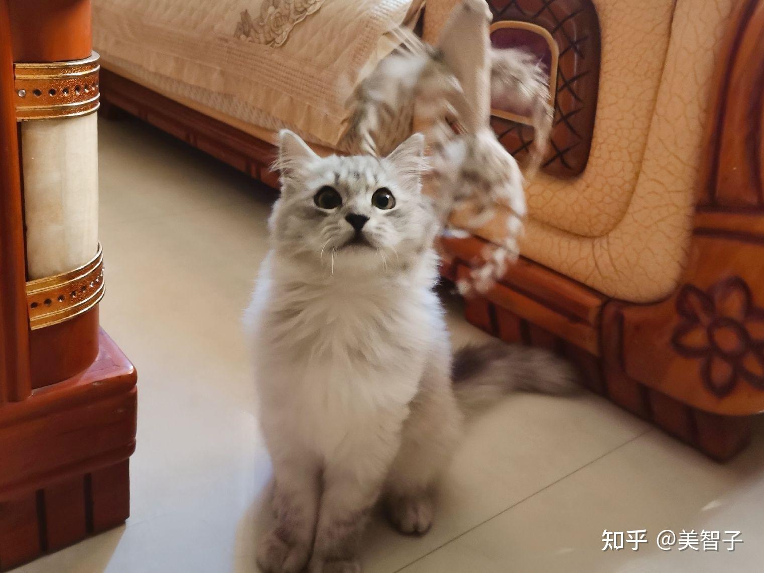 有木有布偶串银渐层的宝宝啊 想康康长什么样! - 知乎