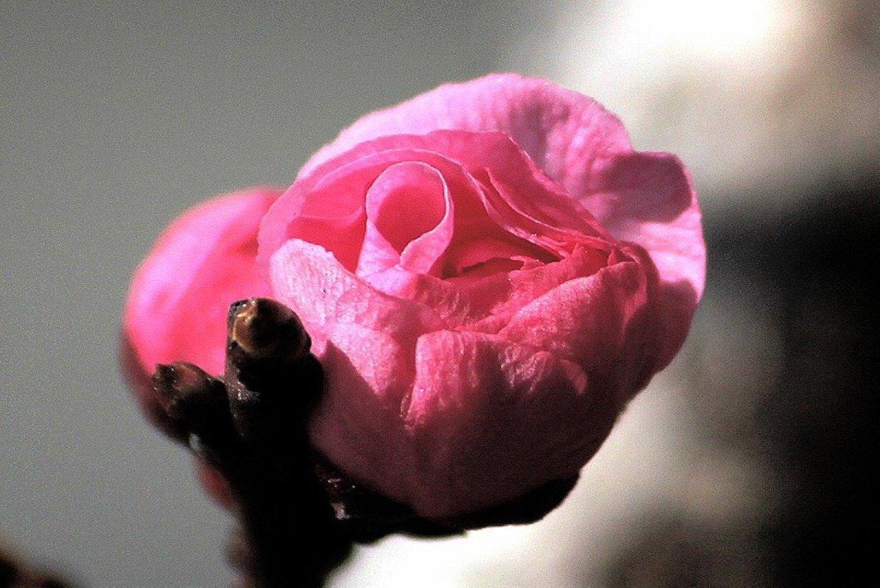 2. 调整光照充足