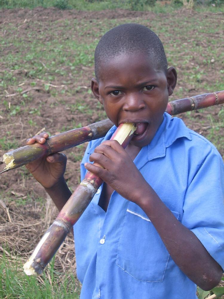 外国人啃甘蔗么