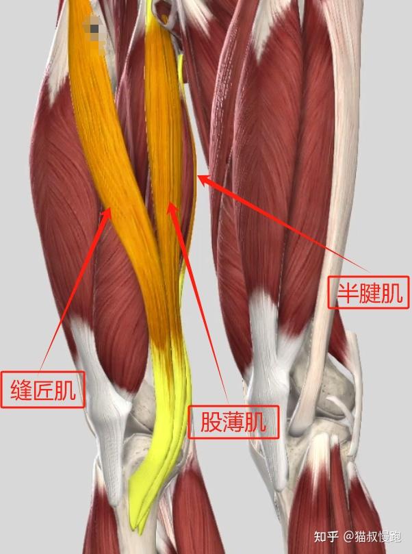 膝关节鹅掌腱位置图片图片