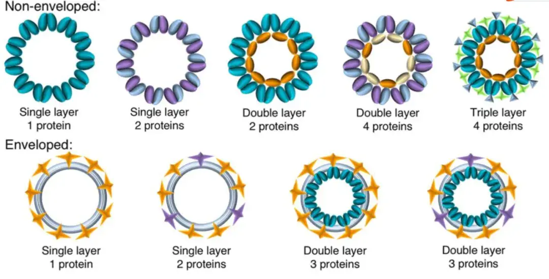 解锁VLP疫苗奥秘：初学者入门VLP疫苗指南及最全VLP表达平台解析 - 知乎