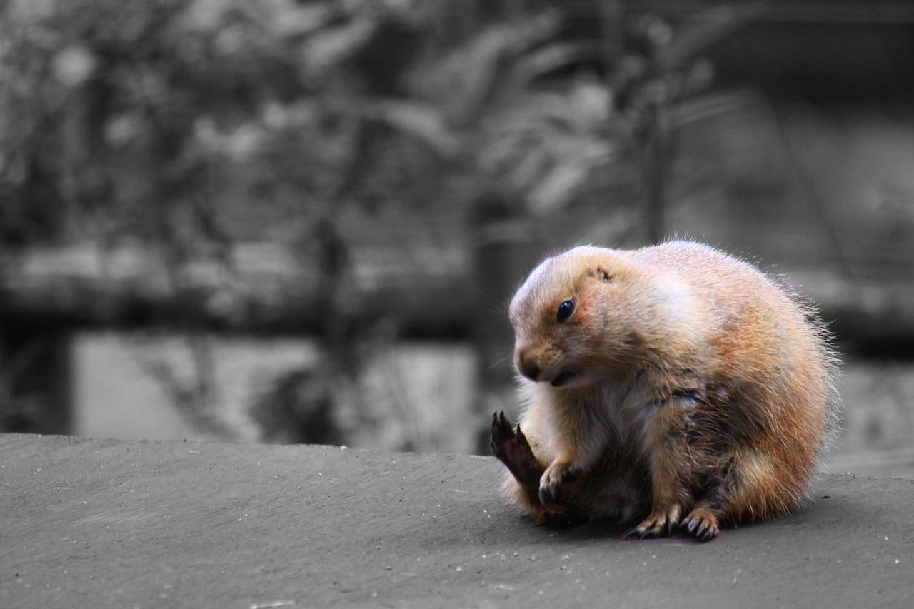 福州土拨鼠多少钱