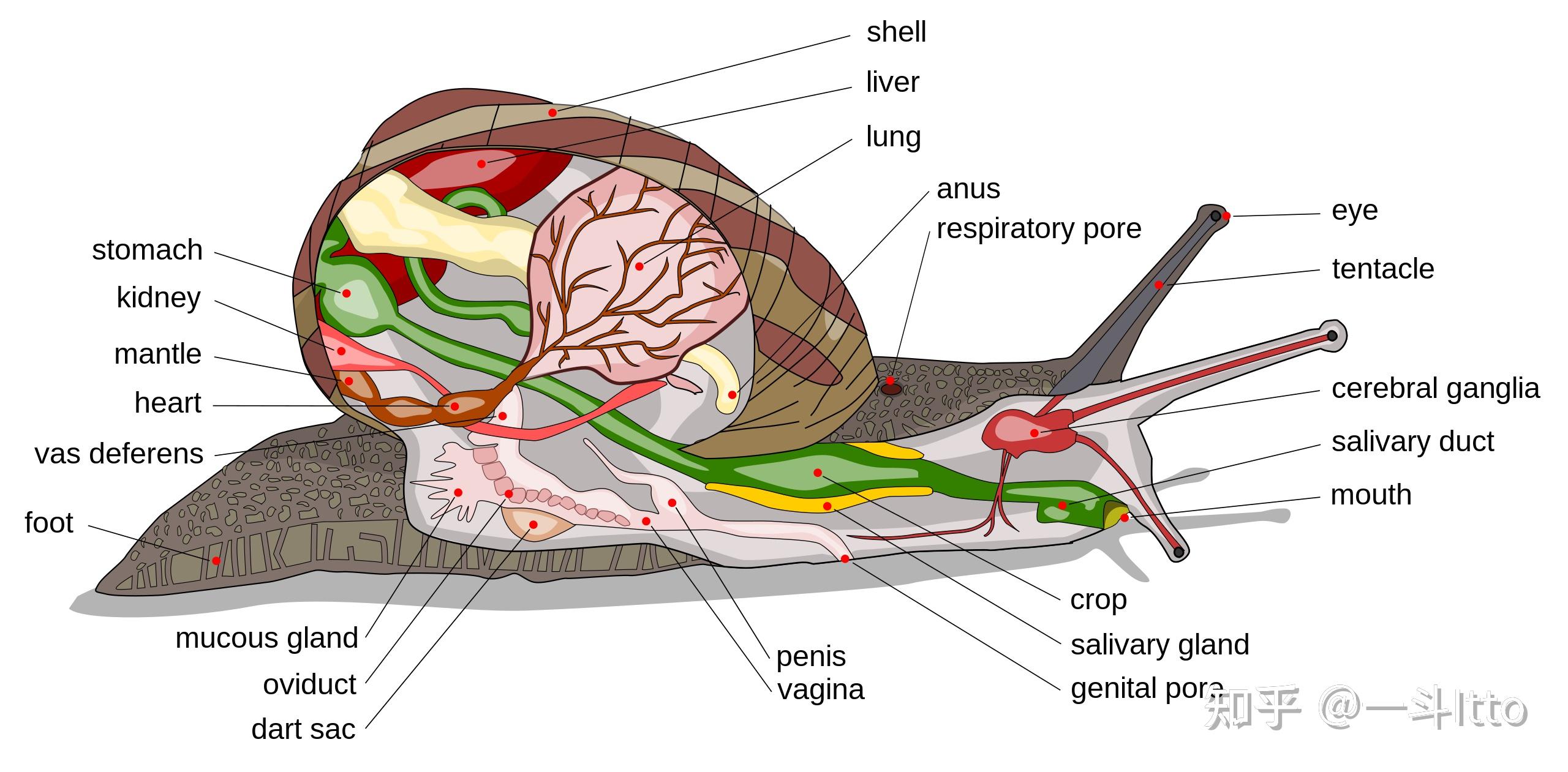 蜗牛身体结构图图片
