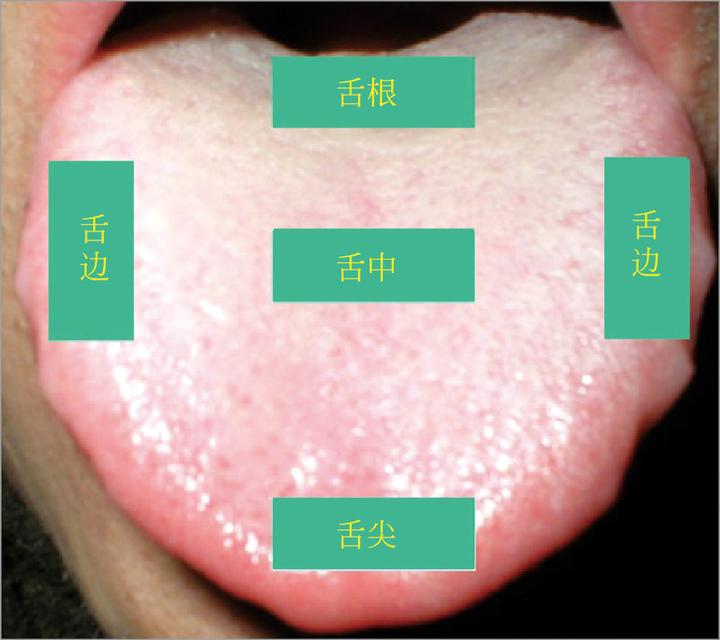 舌诊概说 - 知乎