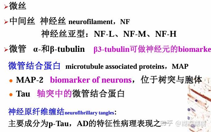 神经系统医学与工程-解剖结构部分 - 知乎