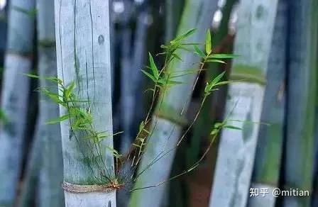 竹类植物识别图鉴(超全),值得珍藏! - 知乎