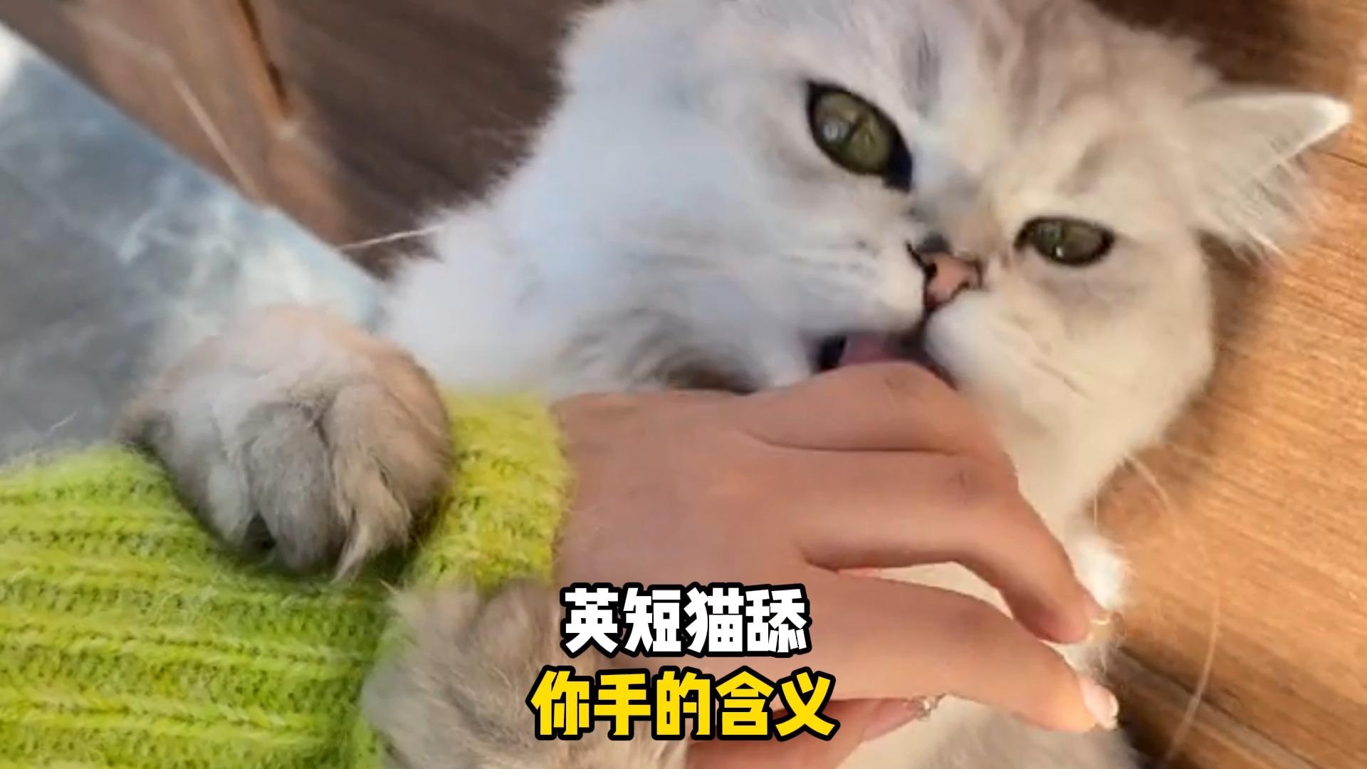 猫为什么舔手