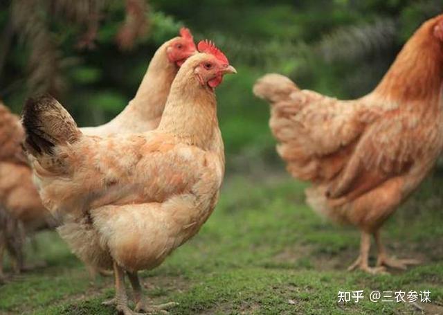 在农村，据说老母鸡先要被毒蛇咬上一口再去炖才美味。难道不怕中毒吗？ - 知乎