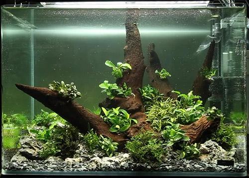草缸还是用阴性草比较好养 知乎 草缸还是用阴性草比较好养 知乎