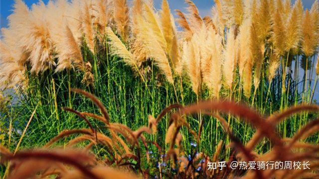 秋天的荻花:昆明草海隧道湿地公园的诗意与画意 - 知乎