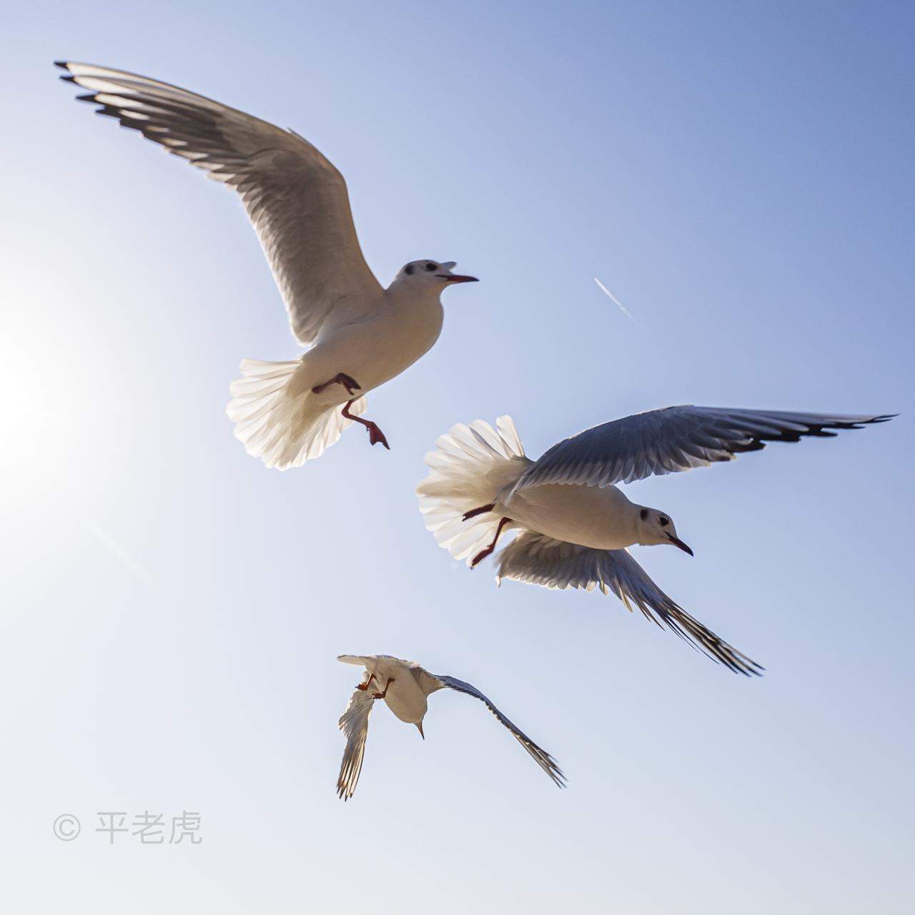 收購相機,收購鏡頭