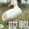哎鸭