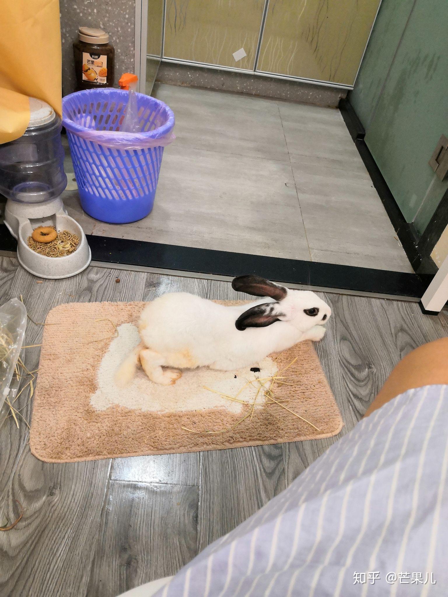 你养的兔子多久才出现贵妃躺