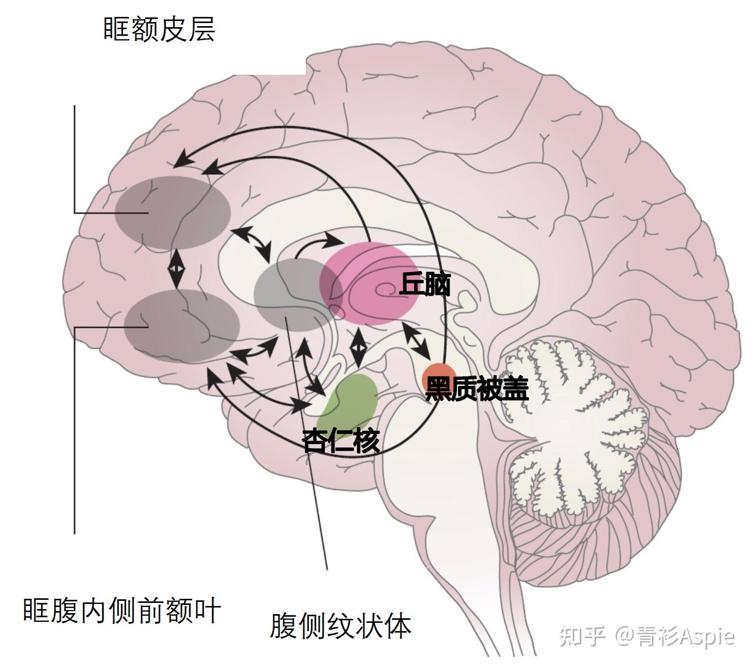 多动症(ADHD)人士的大脑功能、结构与正常人群的有差异吗?如何「弥补」这种差异? - 知乎