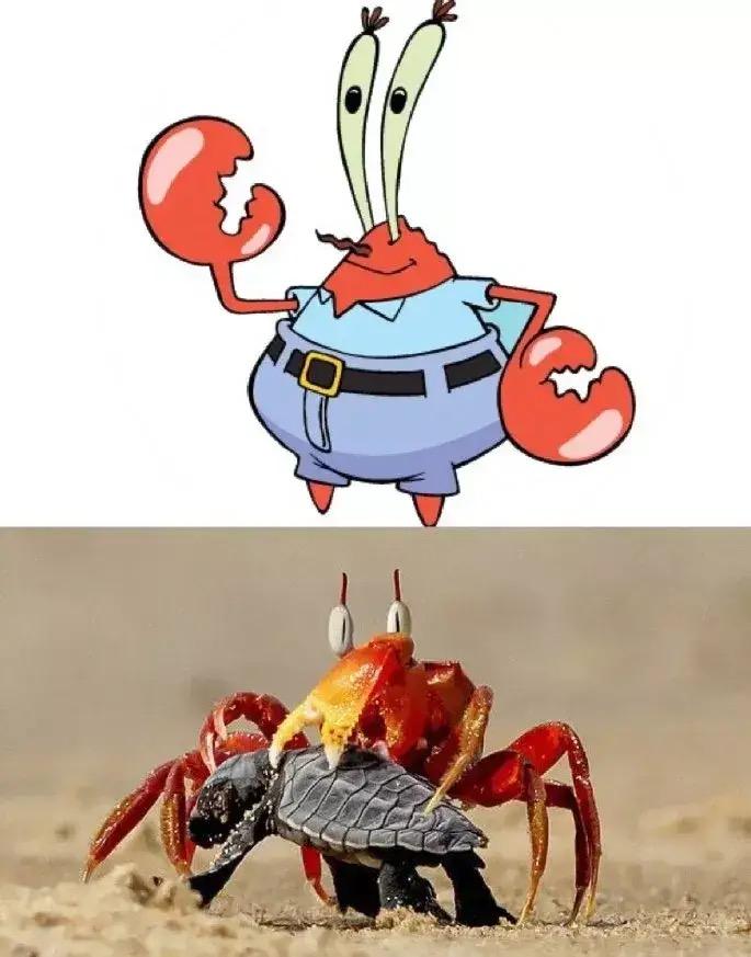 海绵宝宝里的蟹老板,究竟是哪一个品种的螃蟹? - 知乎