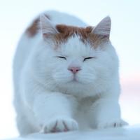 Zhihu profile picture for @vladimir