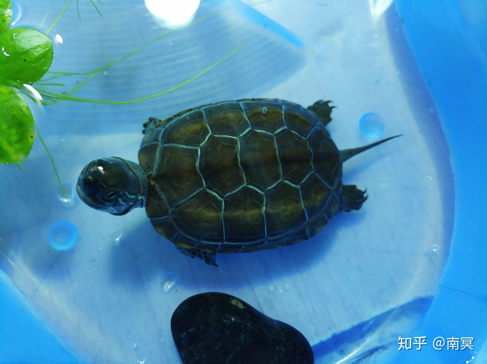 养一至二厘米的中华草龟，水要放多深？ - 知乎