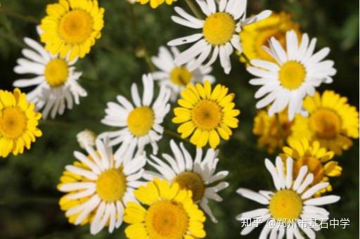 美、加、澳、英、香港国际大学预科课程招生简章 - 知乎