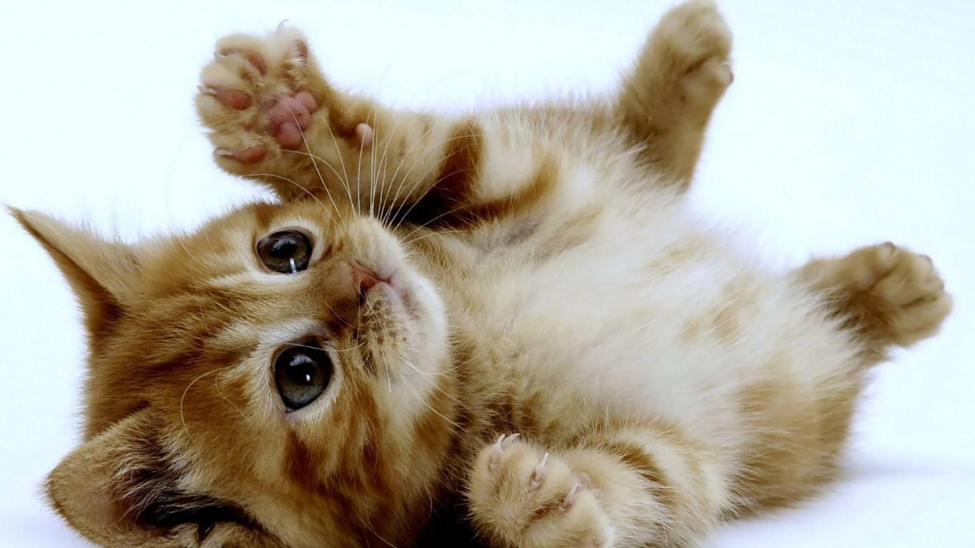 猫咪膀胱炎，尿频，排尿困难怎么办？ - 知乎