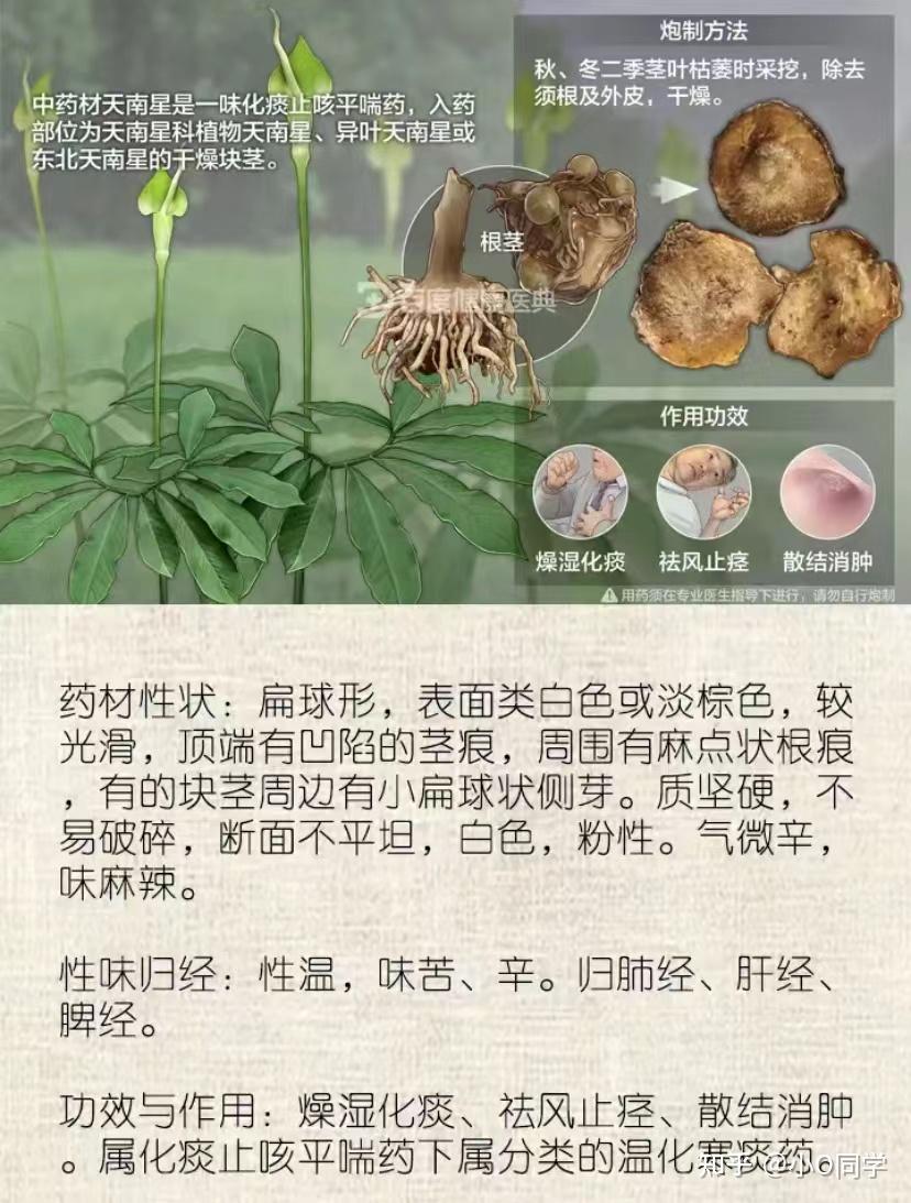 67 写回答 登录/注册 植物 药用植物 天南星 天南星有哪些功效?