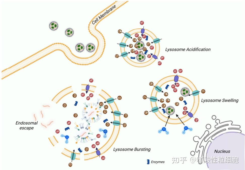 内体逃逸：脂质纳米粒递送治疗技术的瓶颈问题 - 知乎