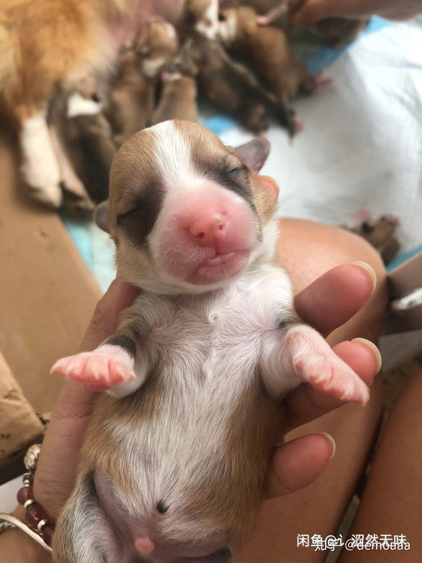 哪里可以买到没断尾的柯基