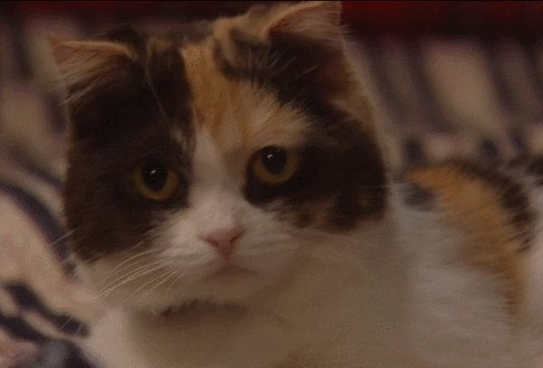 这几款爆火中华田园猫，乖巧活泼，人见人爱- 知乎