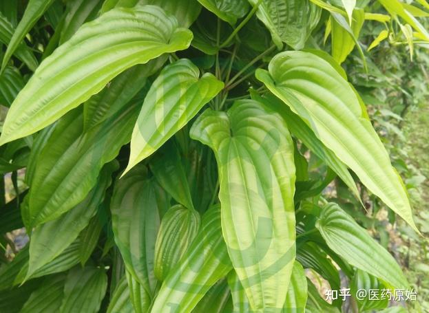 带你识别百部 - 知乎