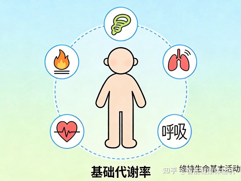 基础代谢率是什么意思？终于有人把它讲明白了（小白普通人能看懂） - 知乎