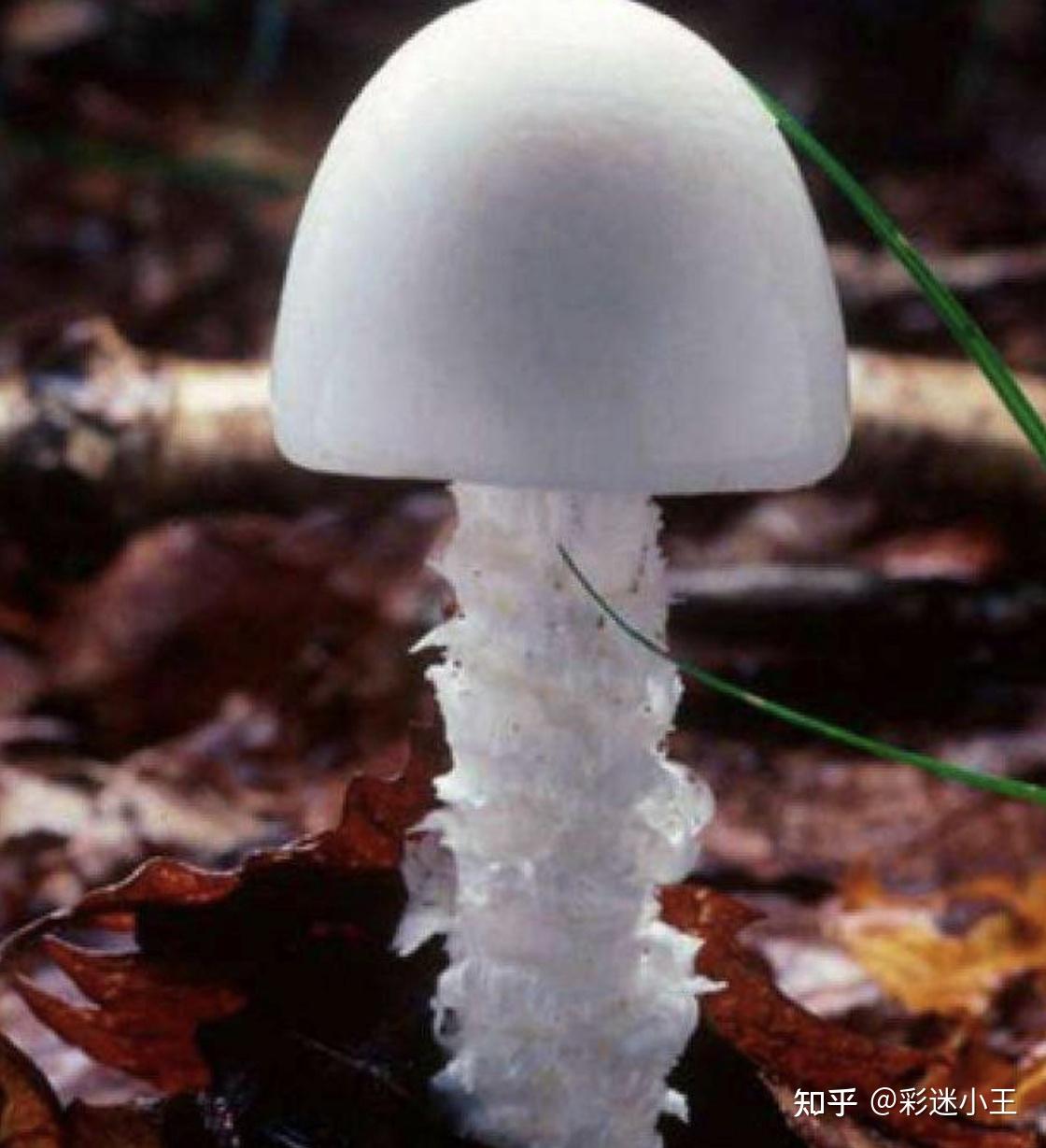 常见毒蘑菇有哪些?红伞伞,白杆杆的都不能吃吗? - 知乎