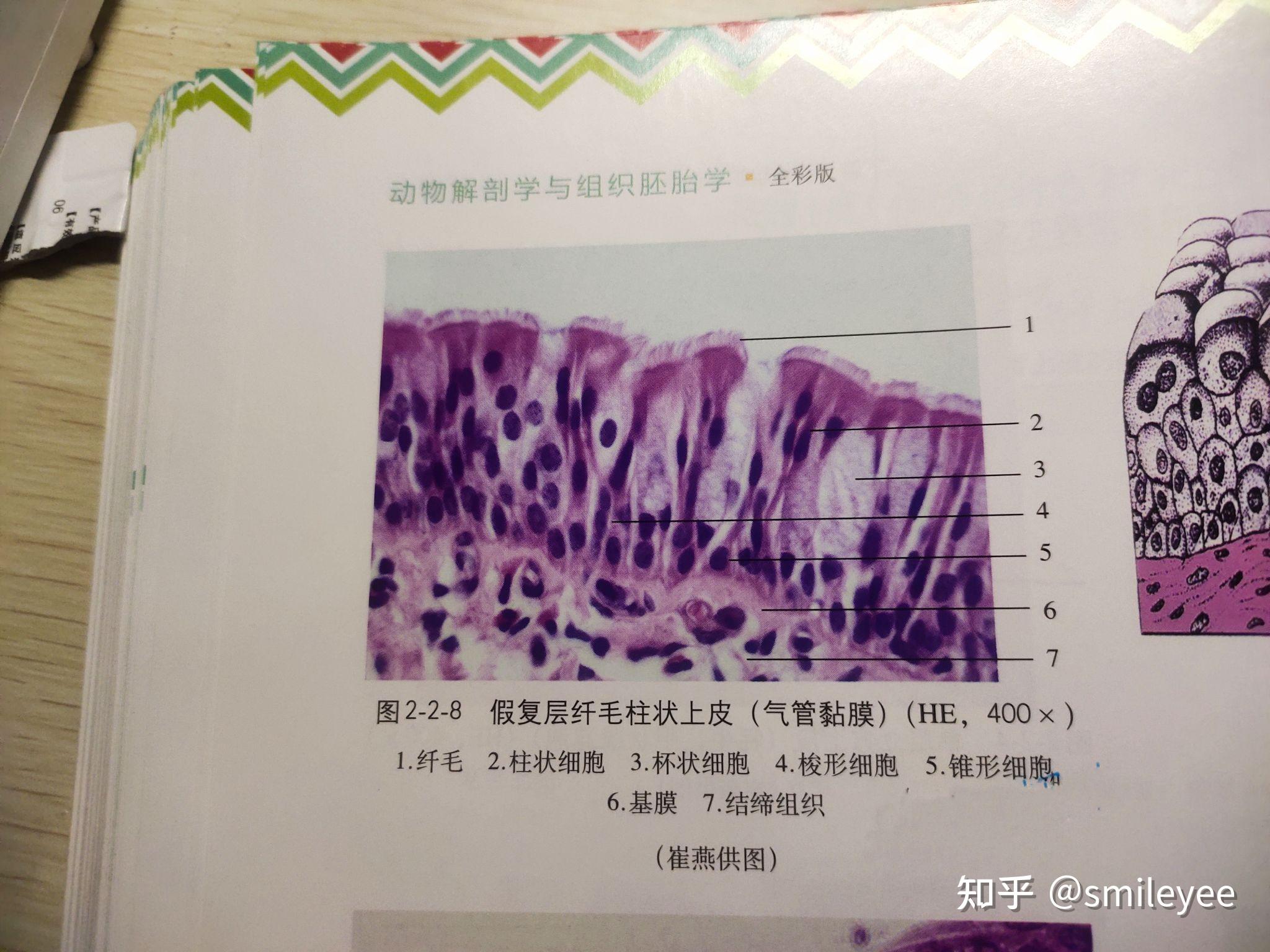 組胚紅藍鉛筆實驗圖的單層扁平上皮和假復層纖毛柱狀上皮怎麼畫呀?