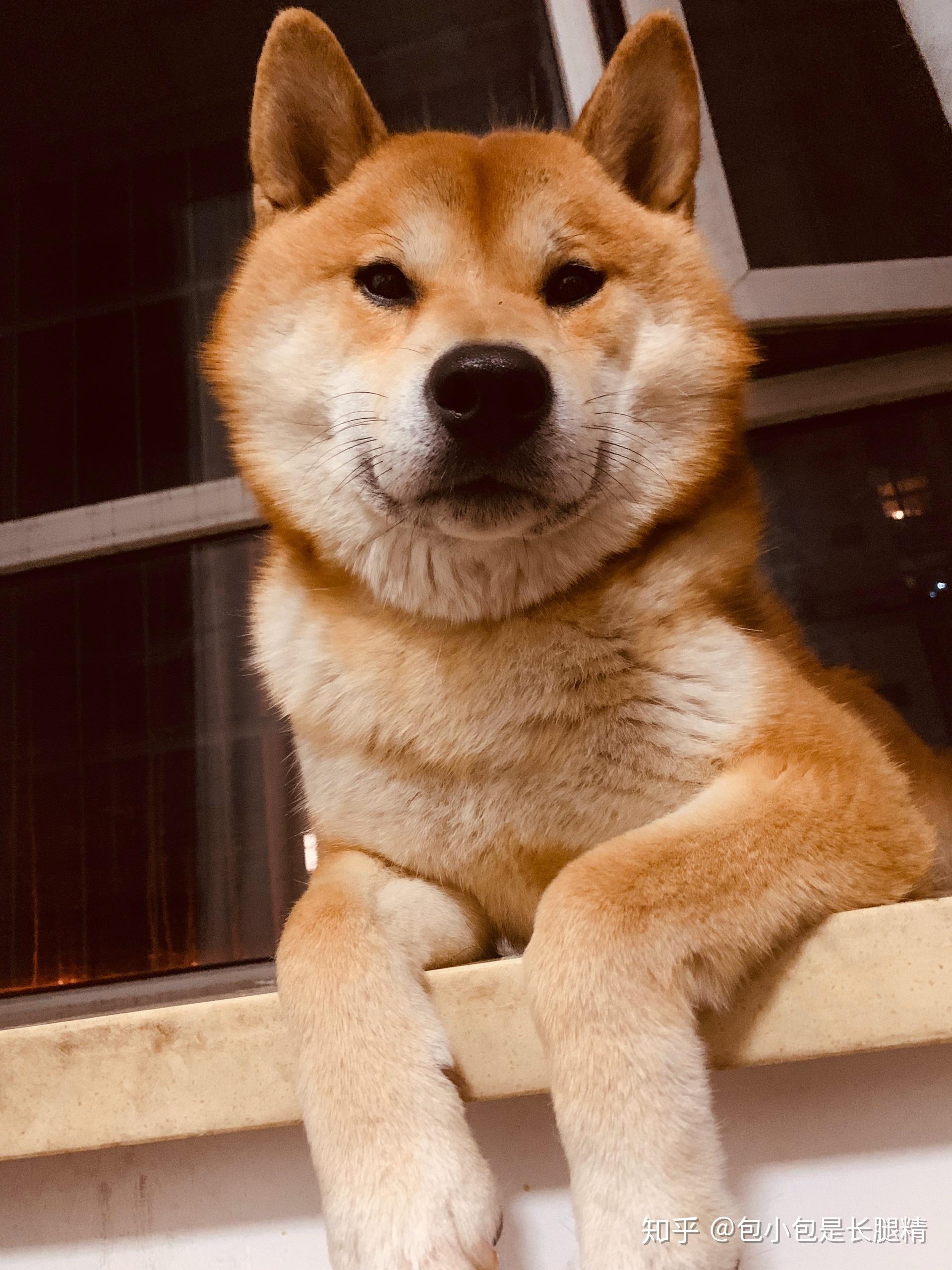 拥有一只柴犬是什么样的体验呢?