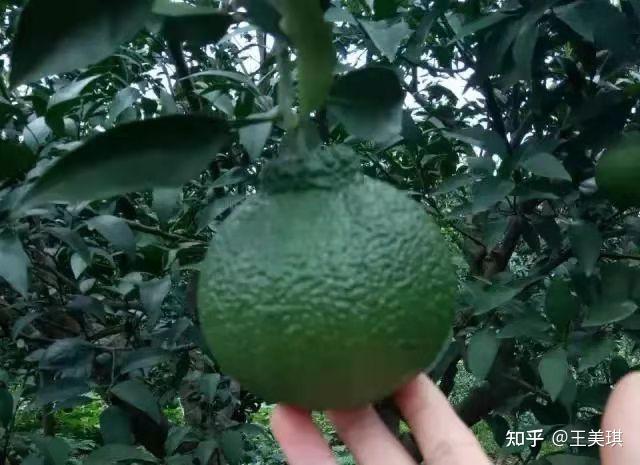 耙耙柑or丑柑?春见or不知火?傻傻分不清,它们到底有啥差别? - 知乎