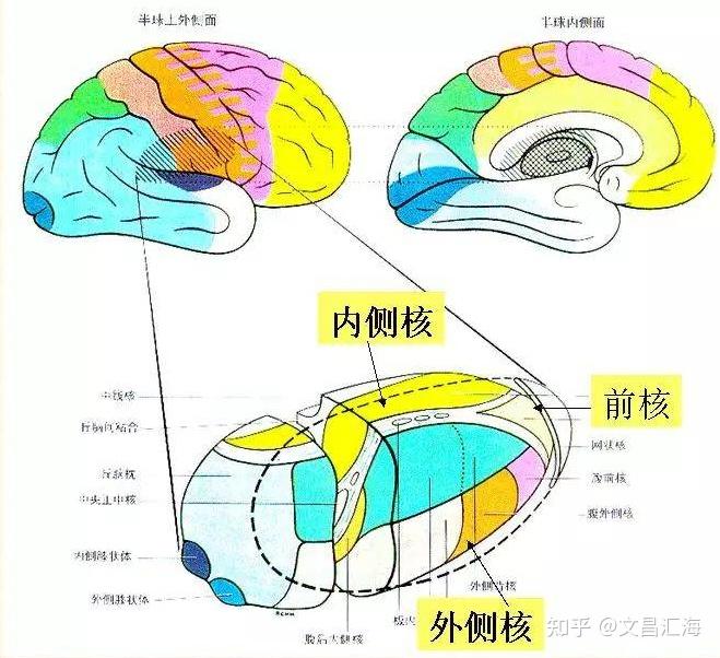 下丘脑的新认知与中医"元神"所在地