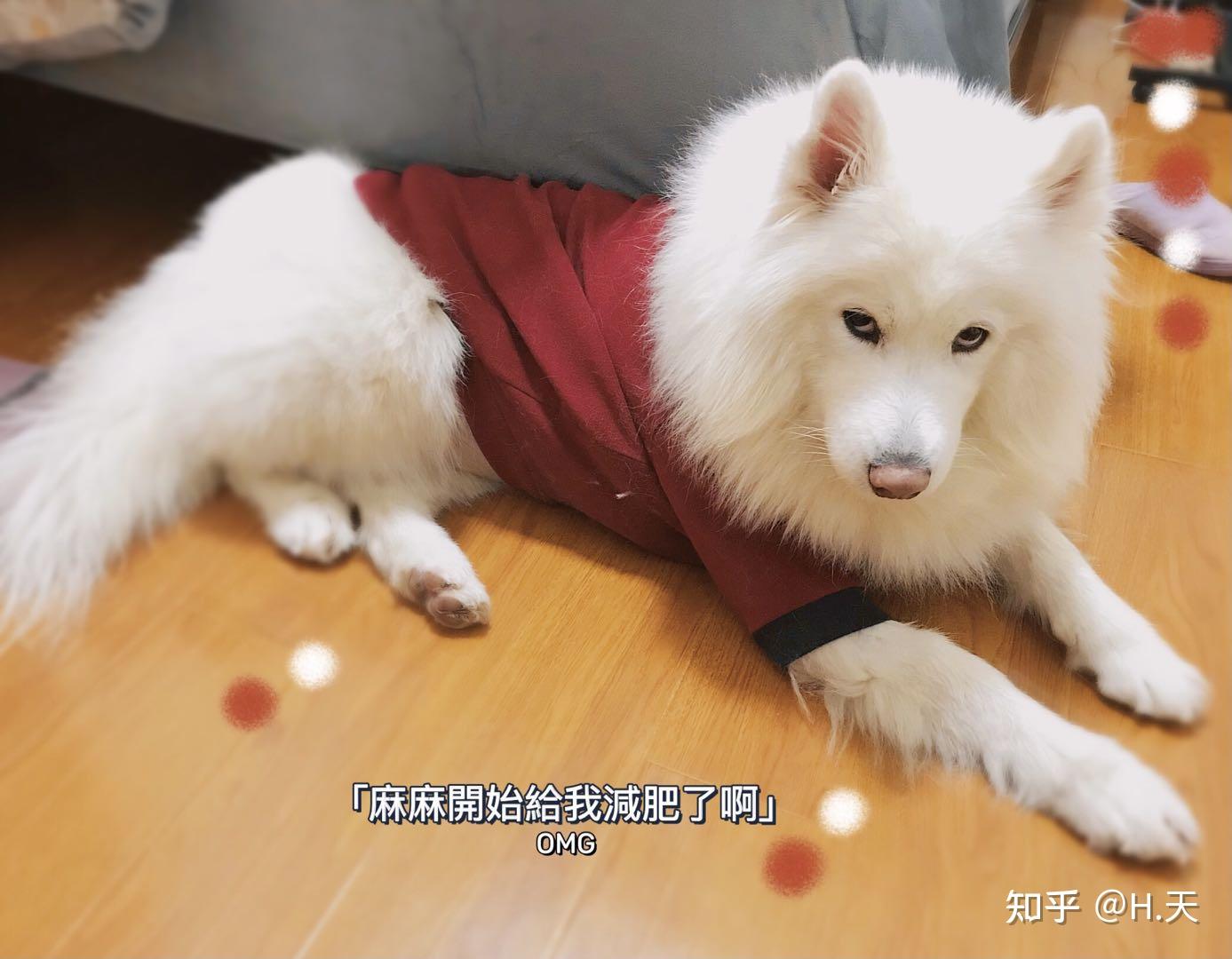 麻烦问一下,白色的大型犬吃什么粮比较好呢?