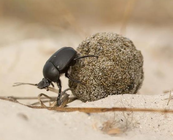 屎壳郎把牛屎推回家做什么