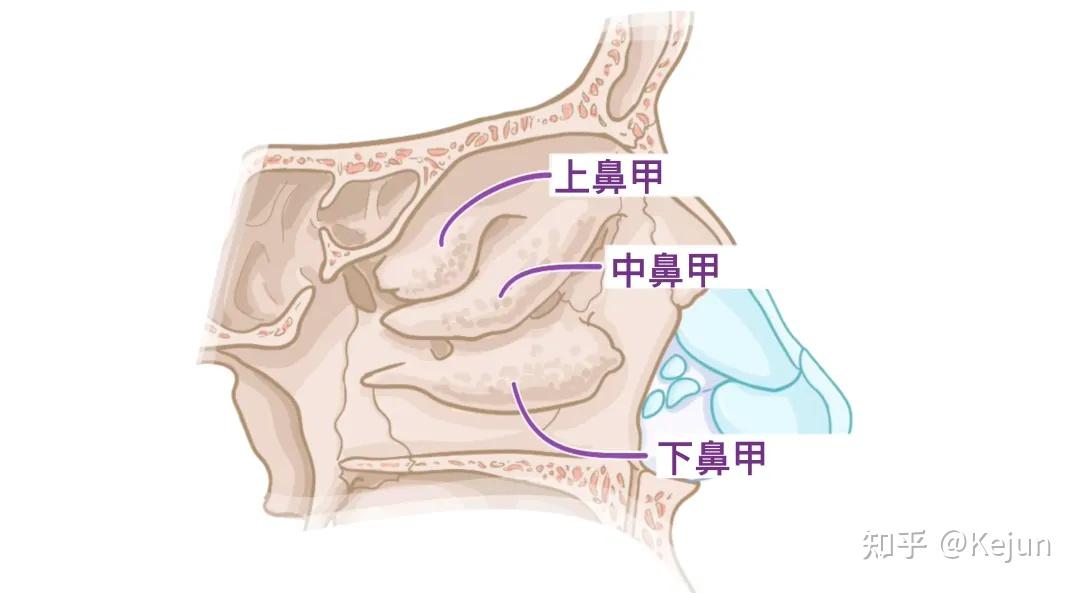 人体解剖学基础——鼻子篇 - 知乎