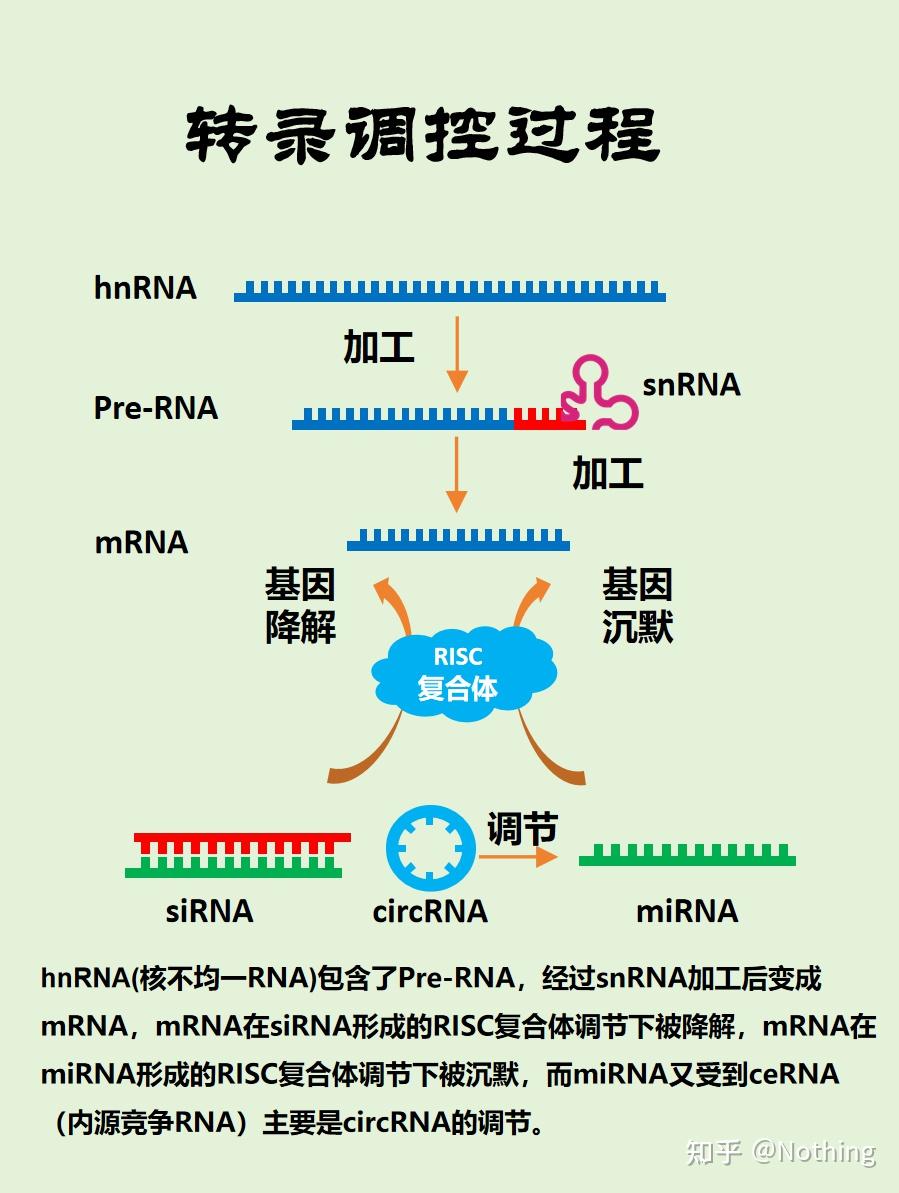 图解转录调控过程---基因过表达、基因沉默、RNA干扰 - 知乎