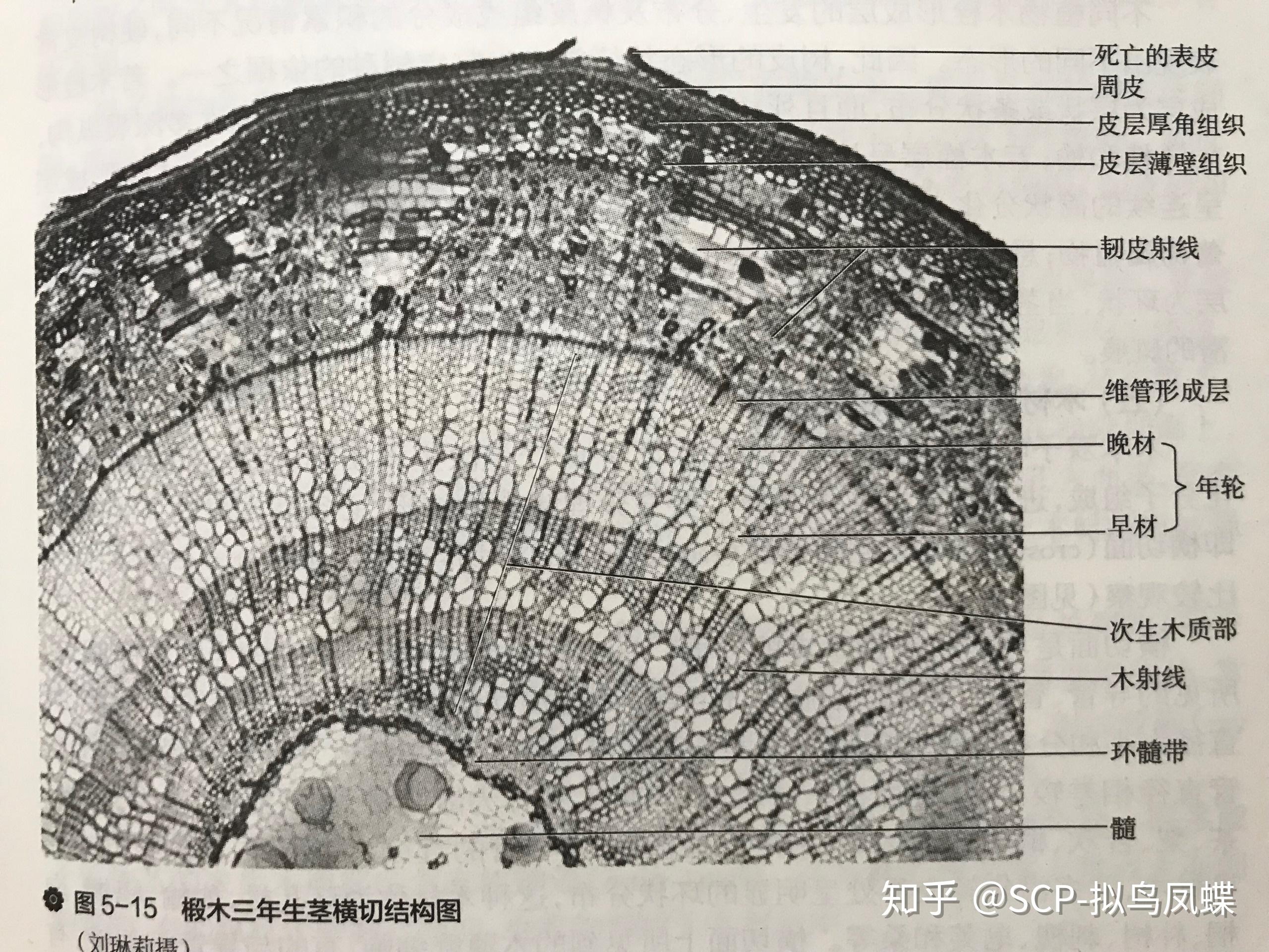 从细胞层面看树木的年轮是怎么形成的? - 知乎