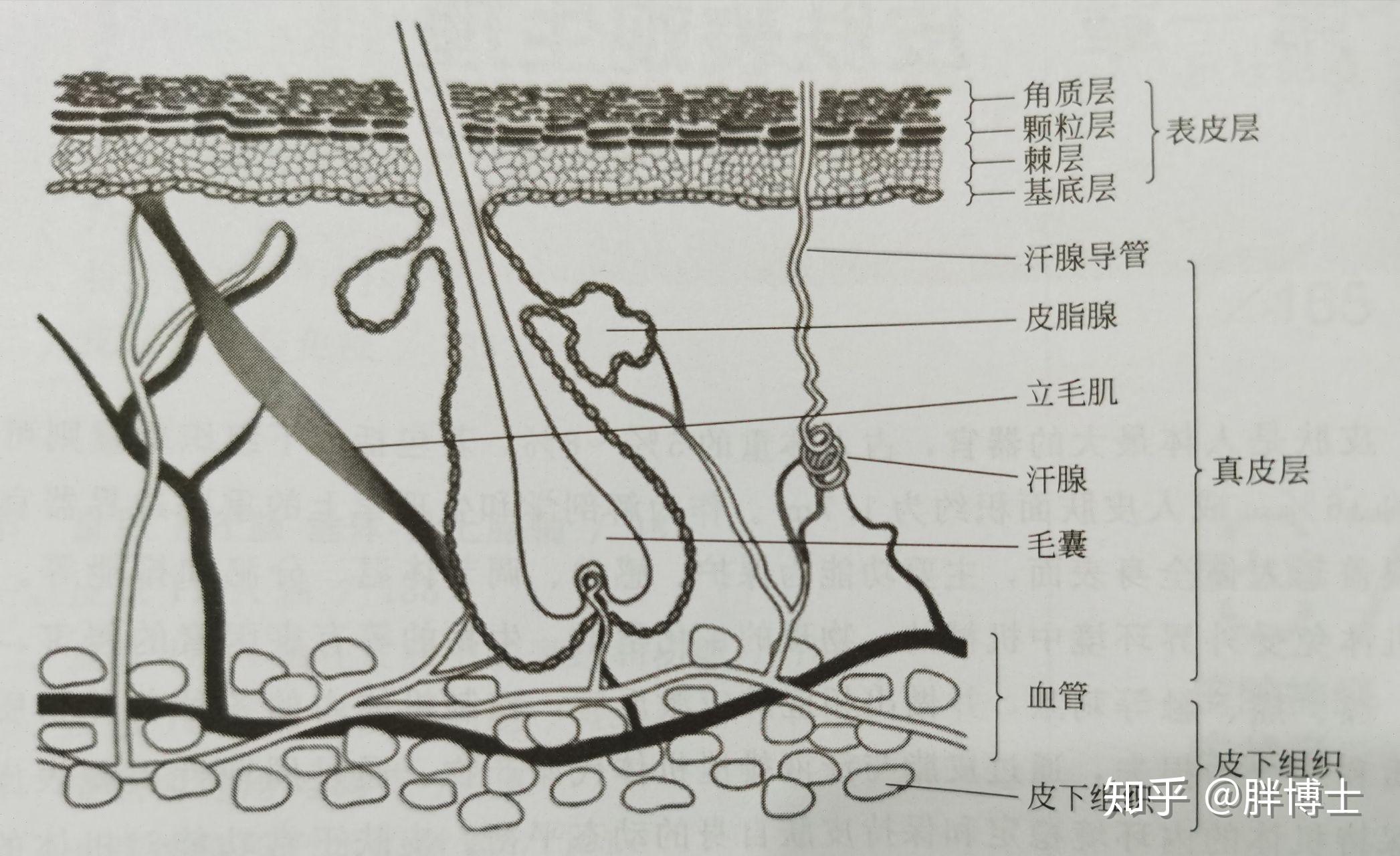 修复角质层的护肤品有哪些好用的