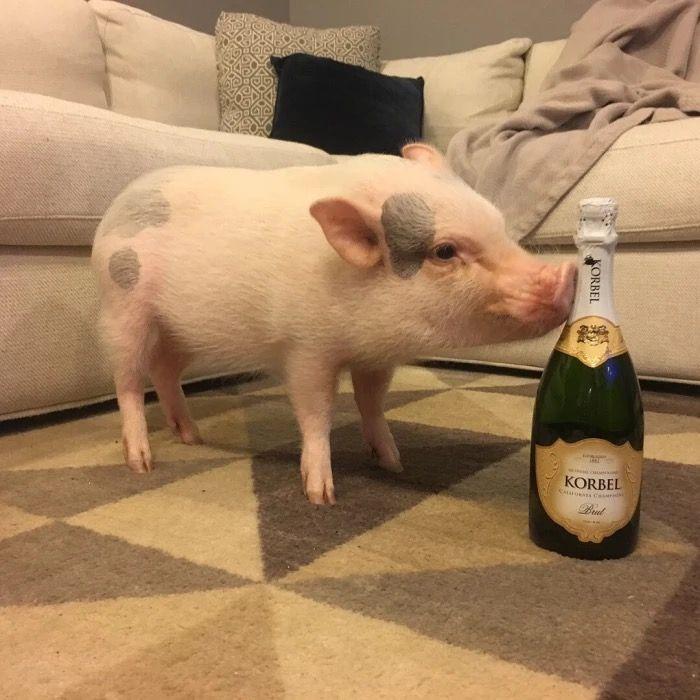 关于猪的头像有哪些