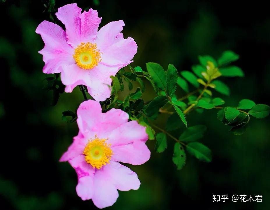 刺梨(缫丝花):果实酸甜可口,花朵也如此娇美 - 知乎