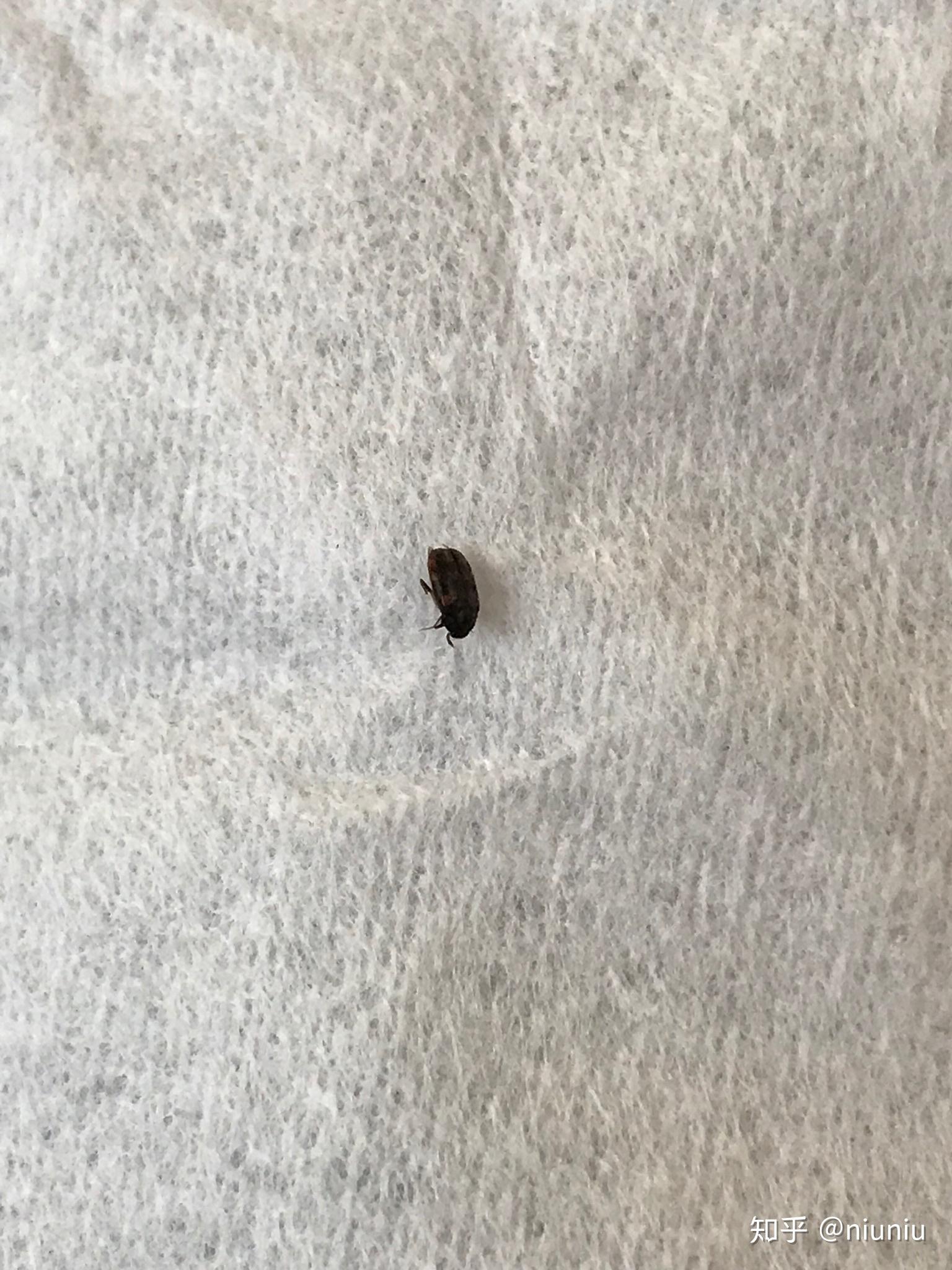 家里发现芝麻大小黑褐色硬壳虫子不知道什么虫子