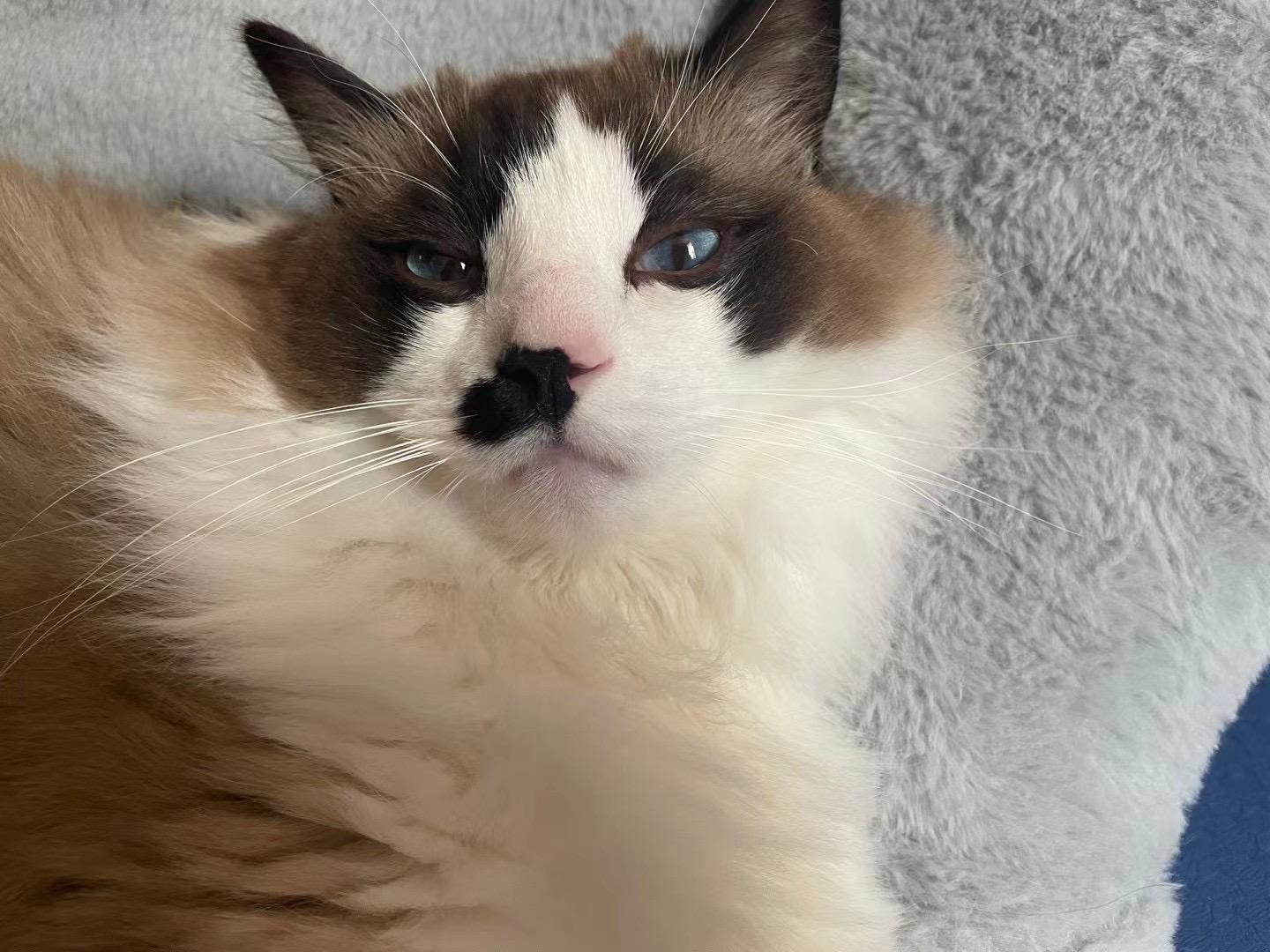 布偶猫能丑到什么程度?